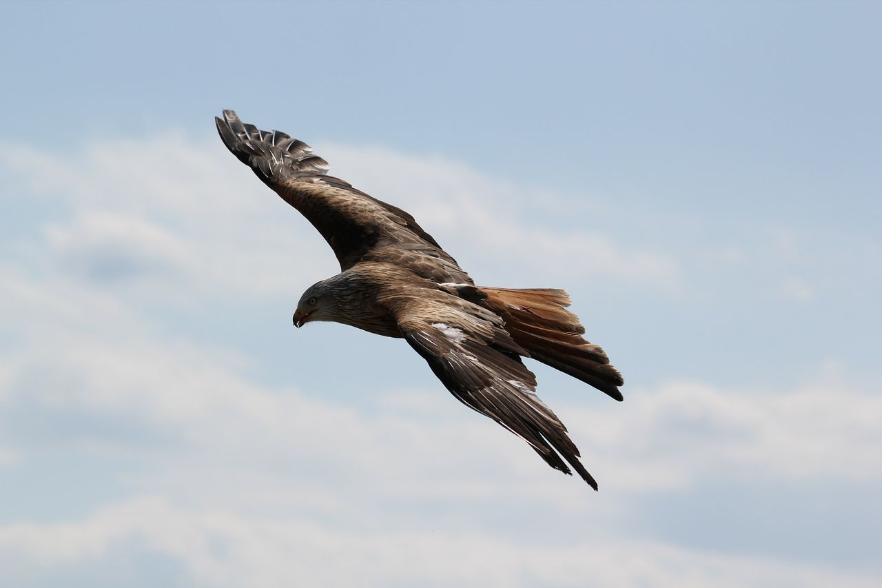Wildlife crime needs to be 'tackled head on'