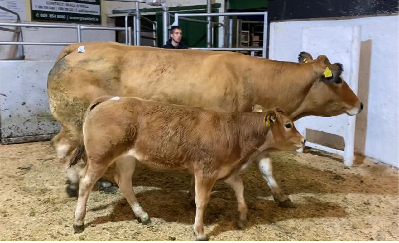 €3,900 for cow-calf pairings at Parthenaise premier sale