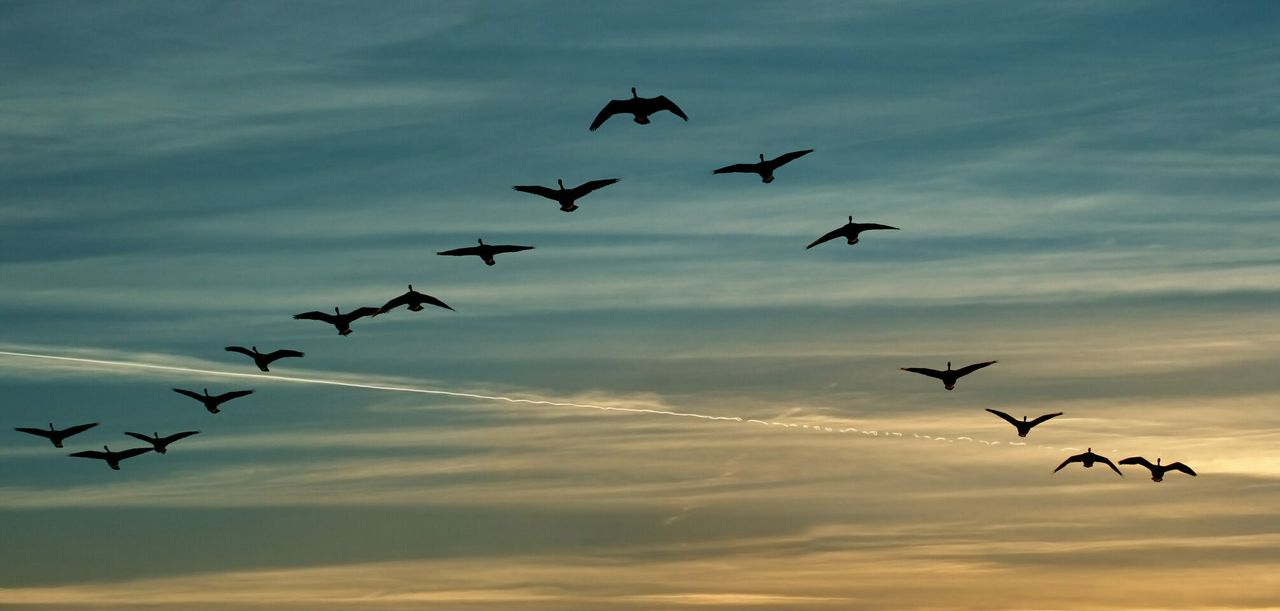Return of migratory birds mapped out by ESRI