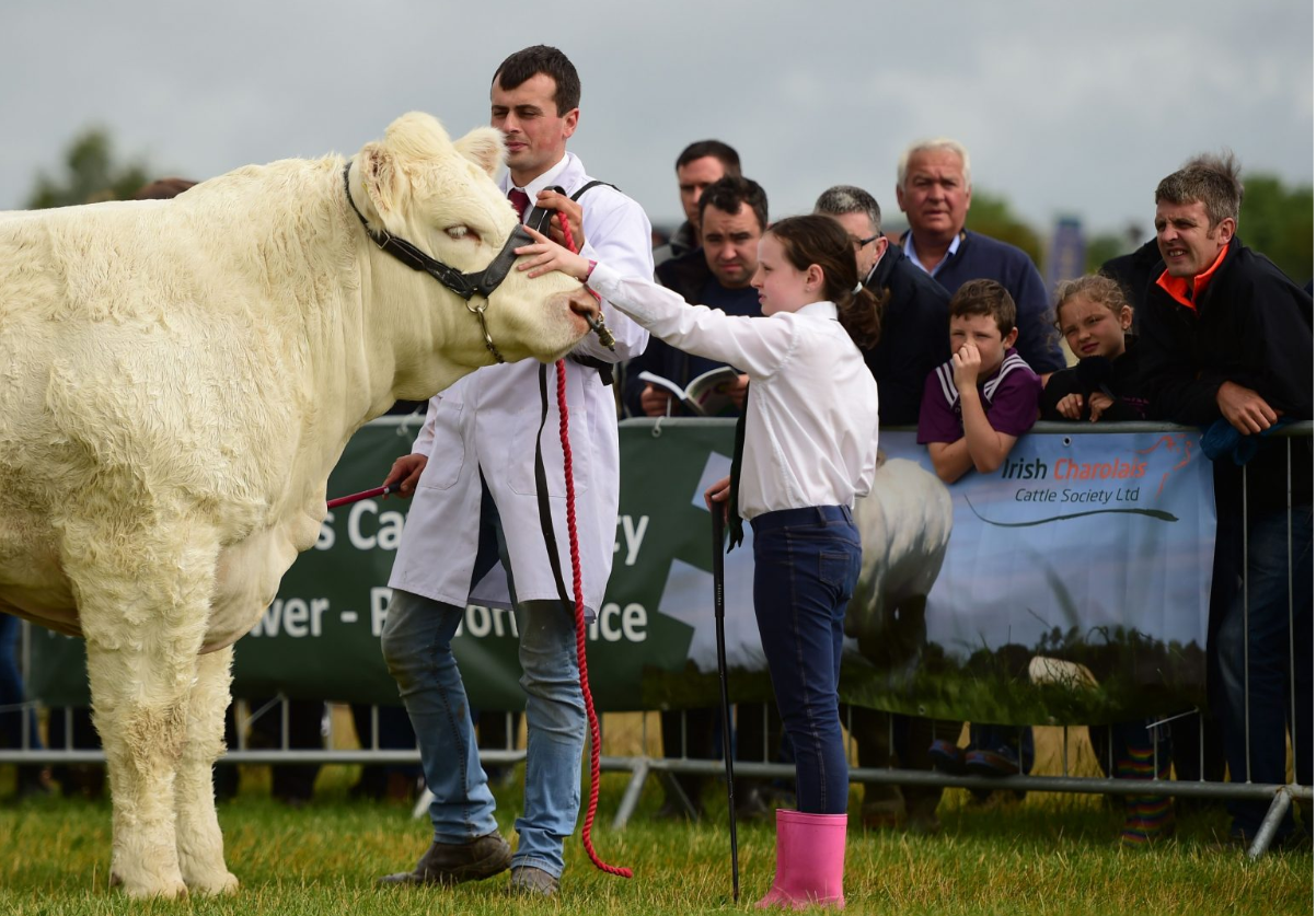 Charolais society to host young handlers workshop