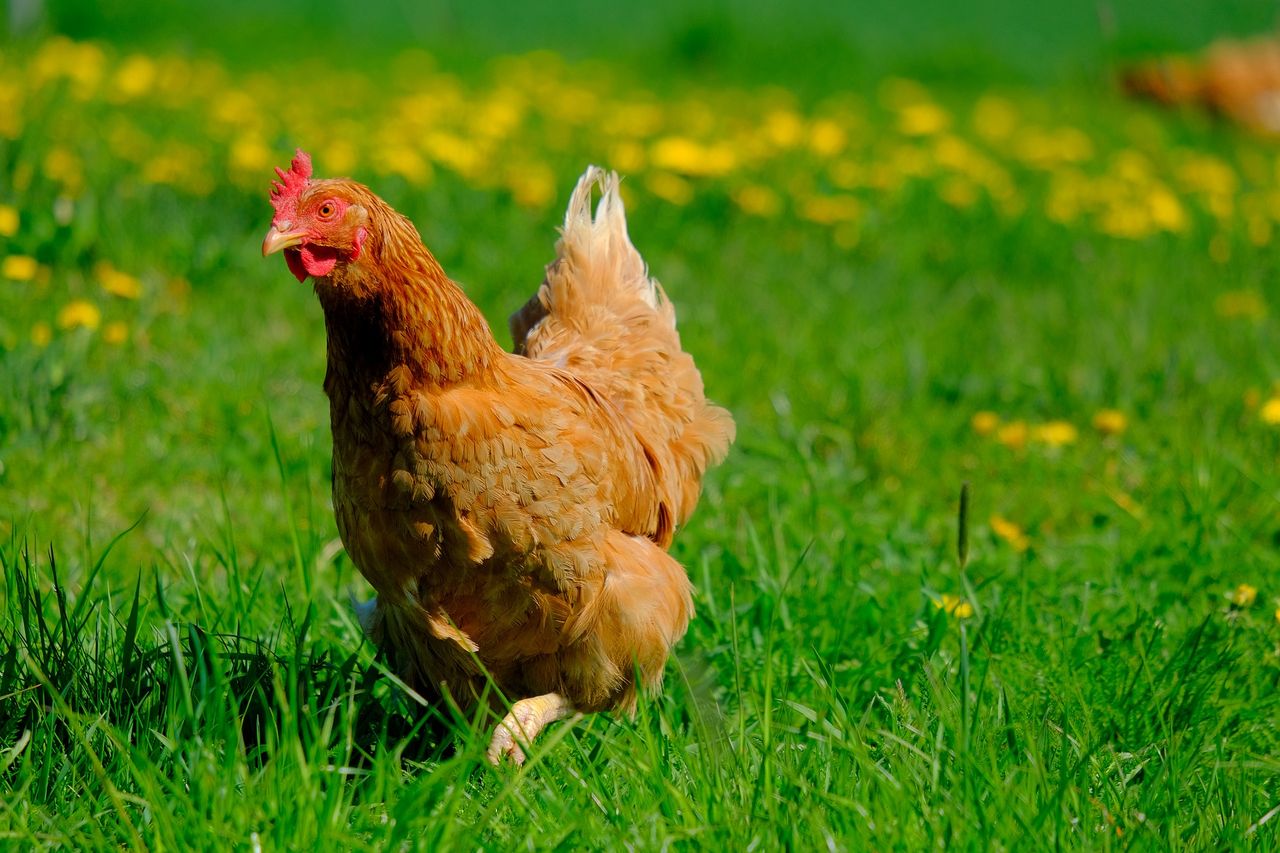 New group set up to help free-range farmers 'navigate the challenges'