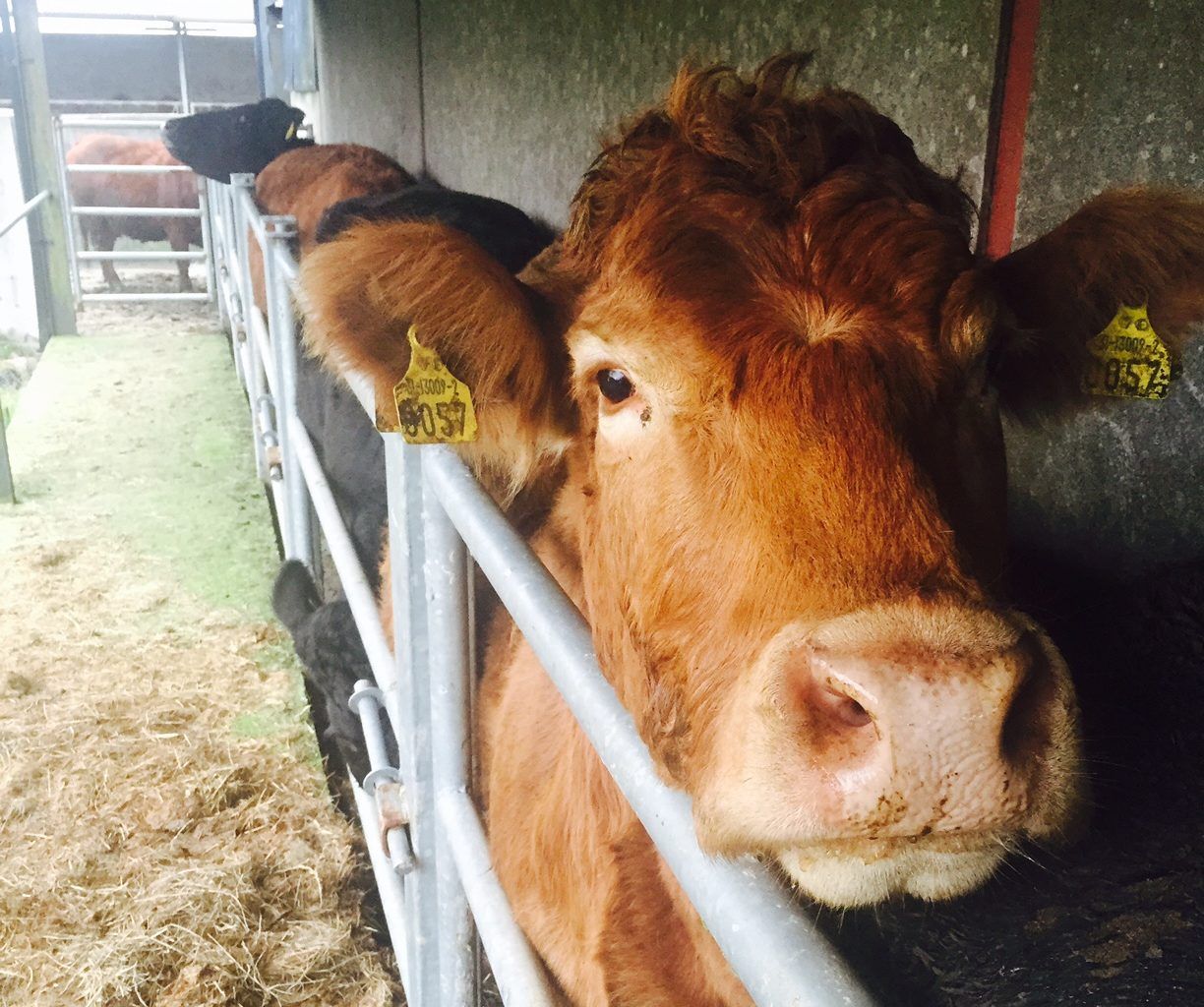 Budget 2025: Additional €20.5 million for TB, BVD and IBR
