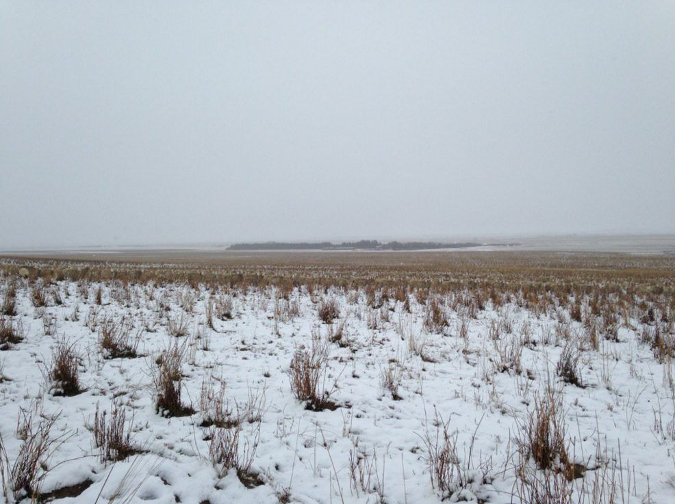Can you spot the 550 sheep in this photo?