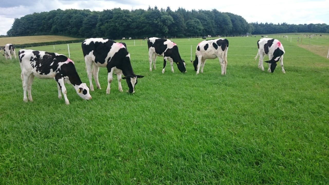 'Heifer rearing is a hidden cost on many dairy farms'