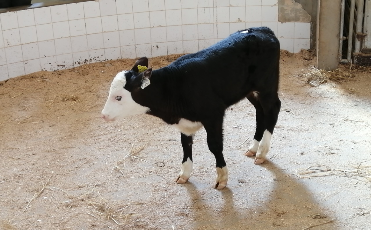 Table: Guide prices for Angus, Hereford, and Friesian calves