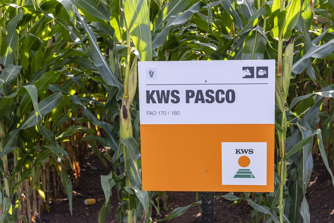 The days of growing maize under plastic may be numbered