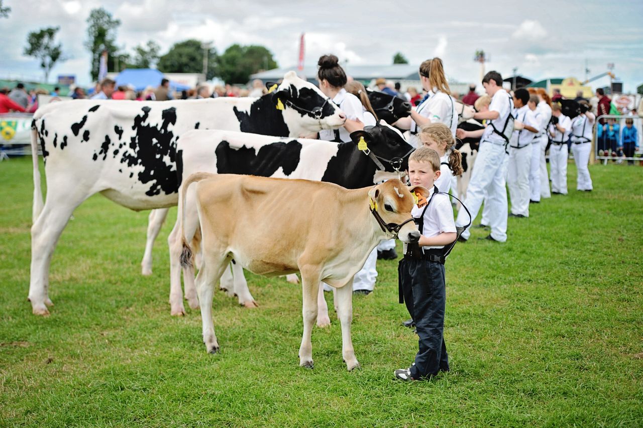 Tullamore Show judging results
