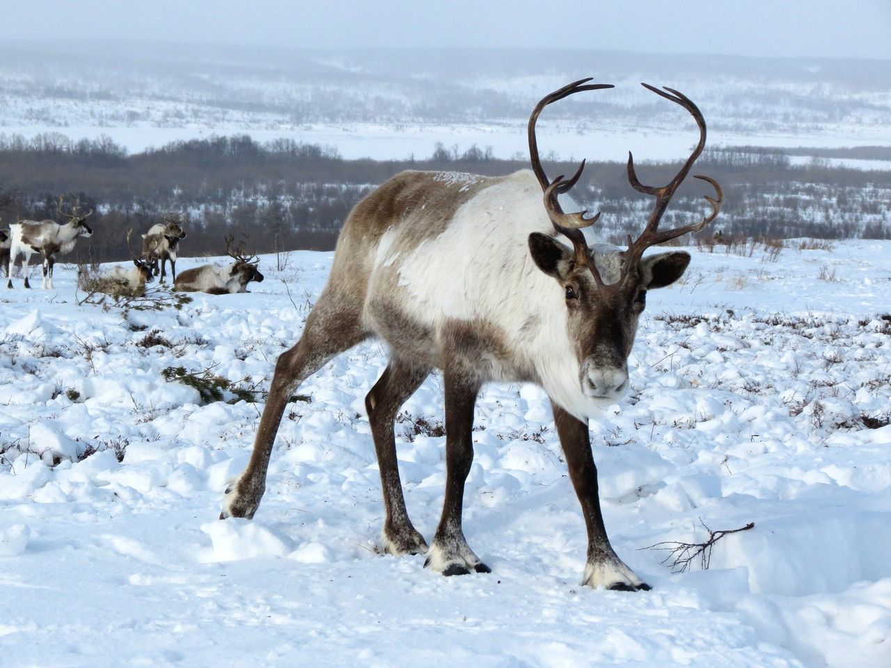New study shows reindeers' body clocks don't need daylight