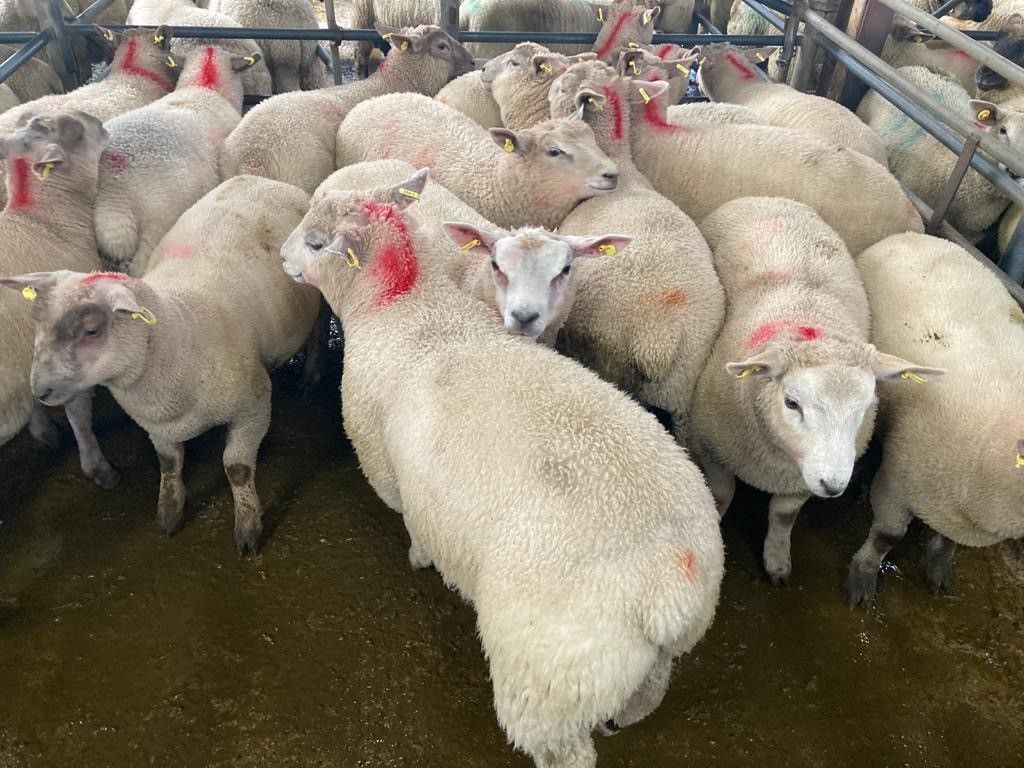 Sheep kill: Spring lamb throughput hits over 43,500 head last week