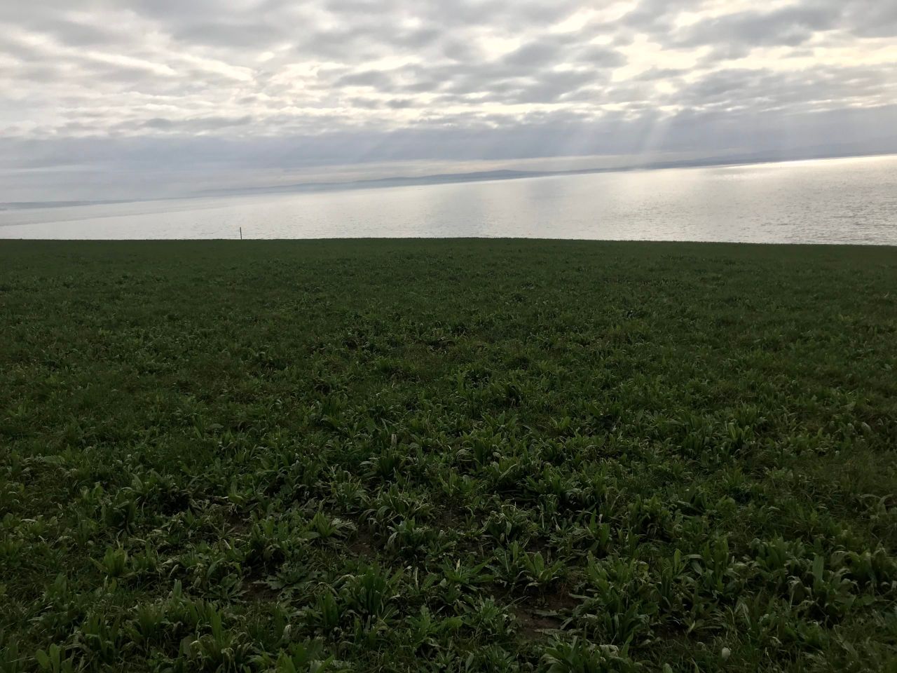 Dairy Focus: Improving soil performance with multi-species swards
