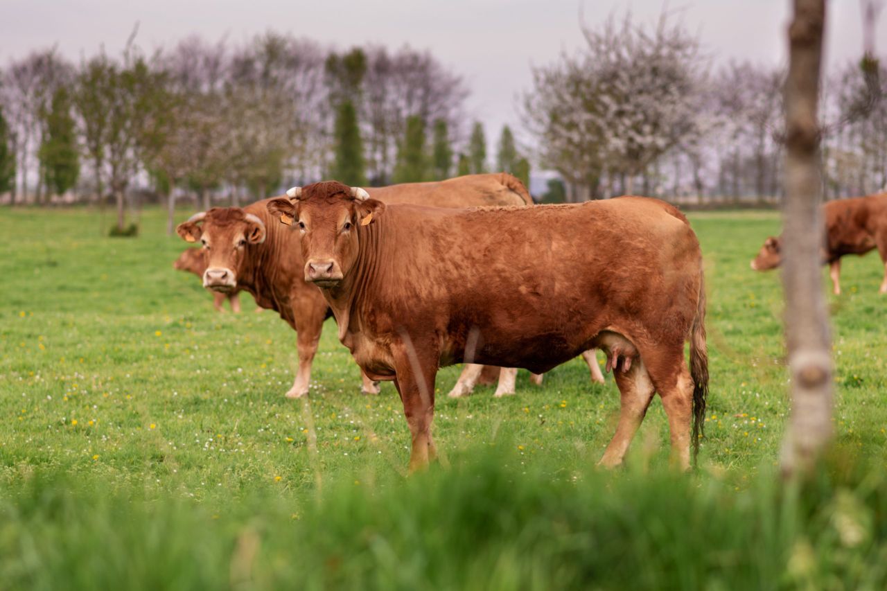France resumes cattle exports following ban due to lumpy skin disease