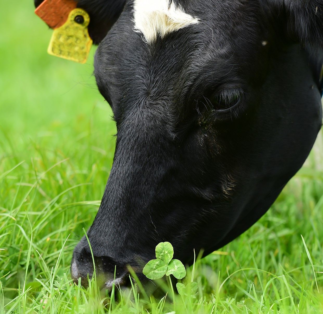Use of clover can help Ireland achieve a greener future