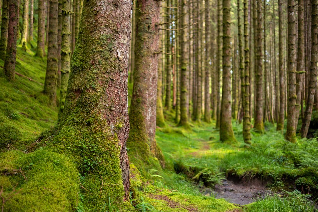 New figures show 'significant increase' in forestry licensing