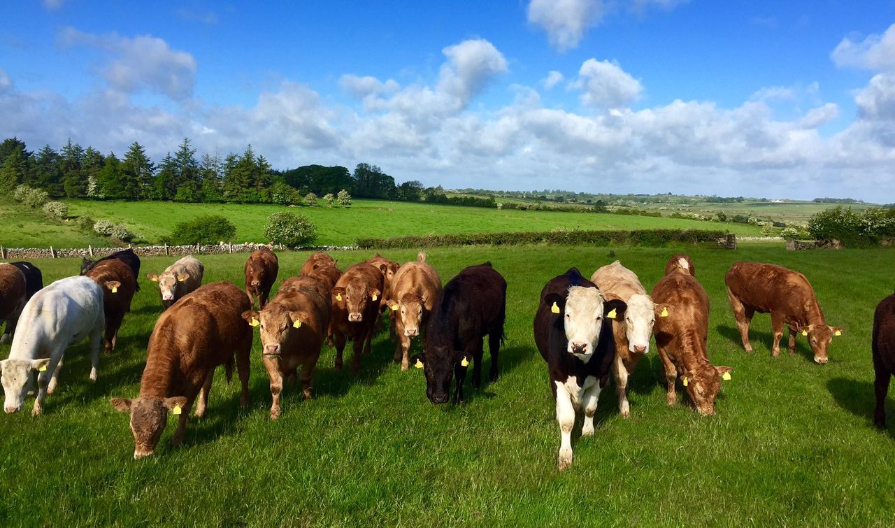 National beef kill now back 47,250 head on last year