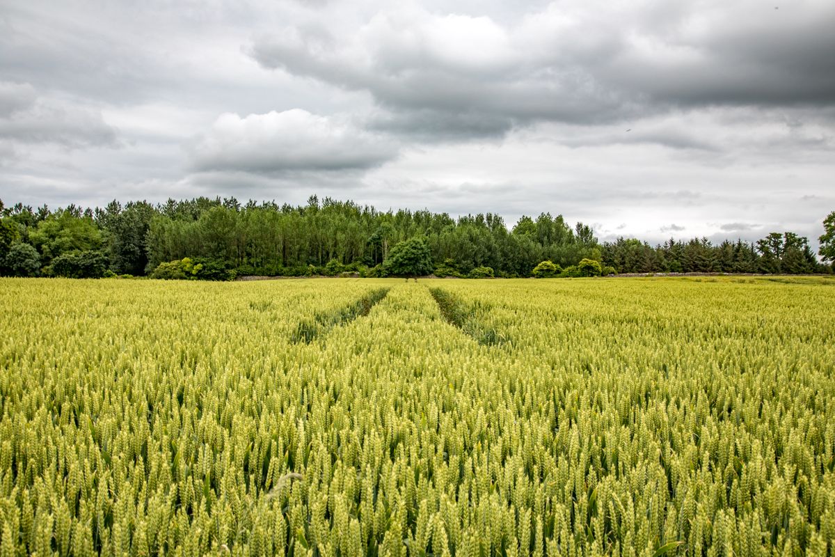 'Timing of fungicide application is becoming more critical'