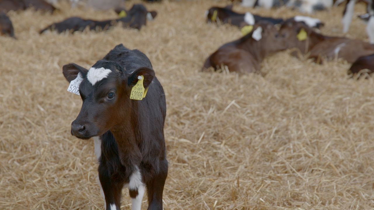 What's causing abomasal bloat in calves?