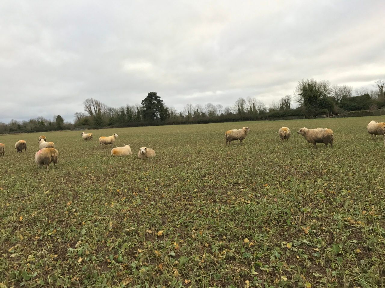 Forage focus: Getting a head start with 'Redstart'