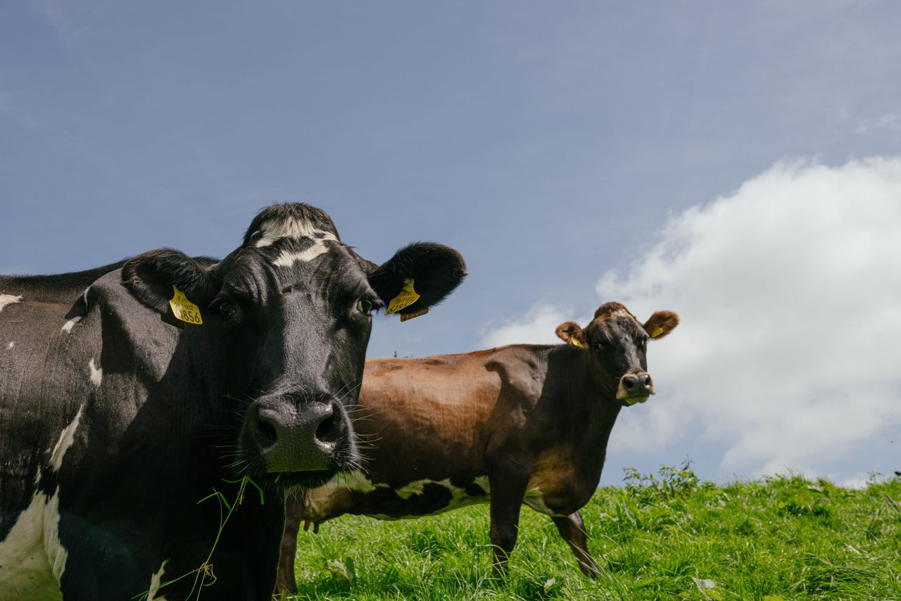 Quality Milk Awards series: Producing 1,319,451L of milk in Offaly