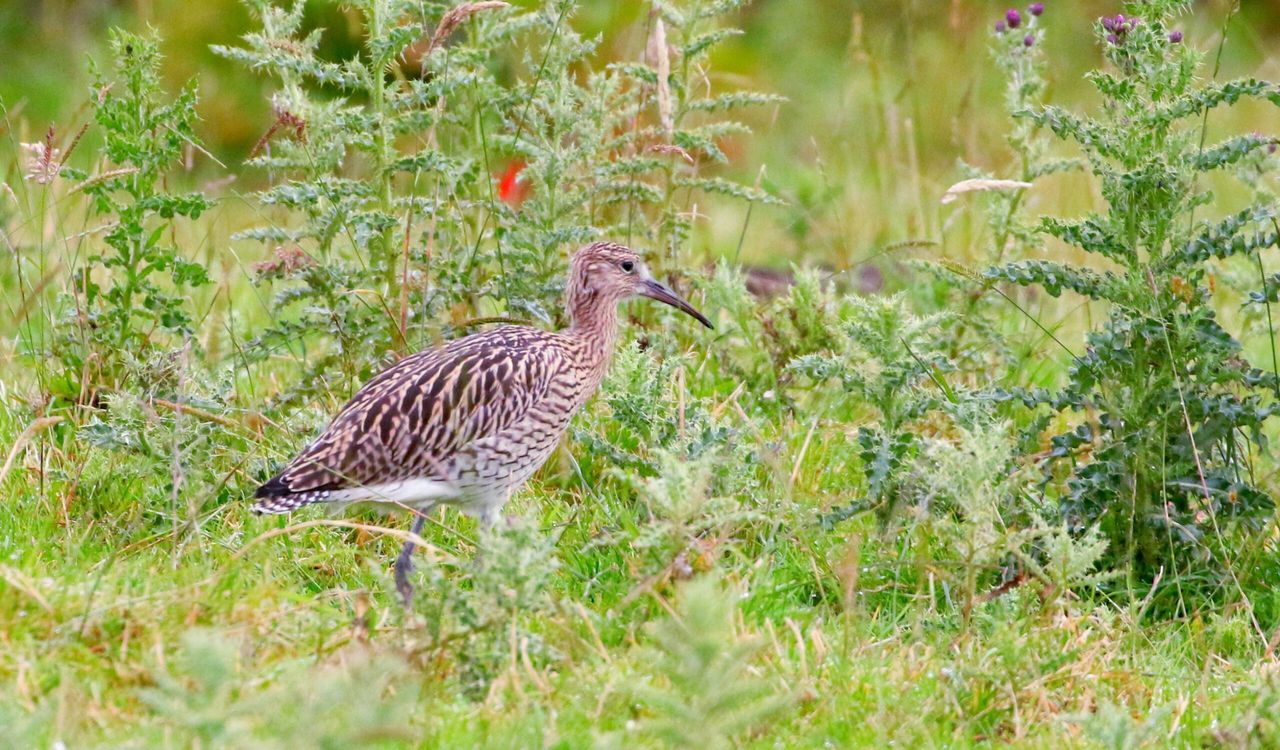Government must 'seize the moment to turn around fate' of Ireland's bird species