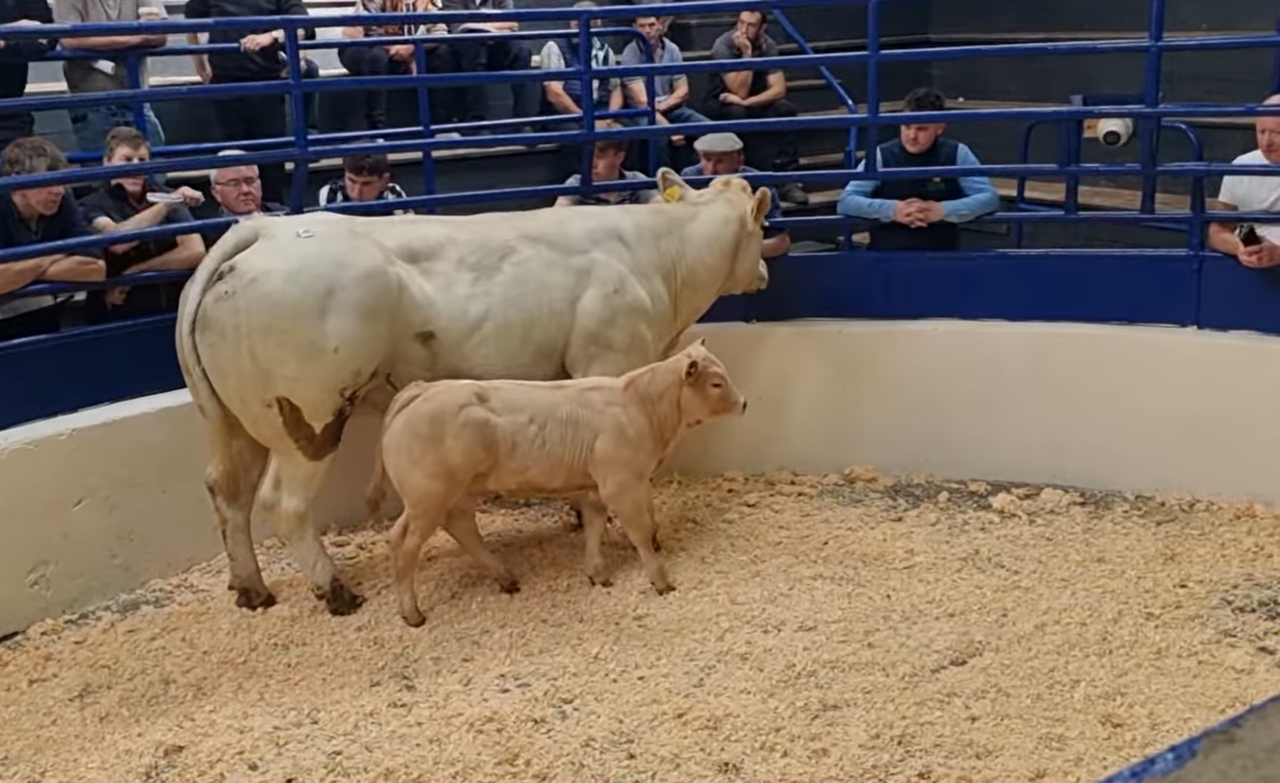 Mart report: Cow and calf makes €5,100 at Carrigallen Mart