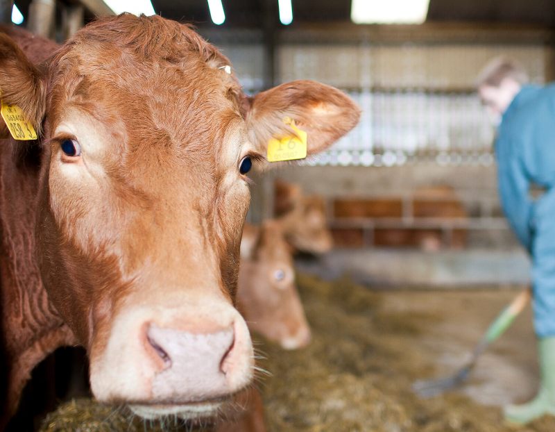 CAFRE beef finishing event to take place this Thursday