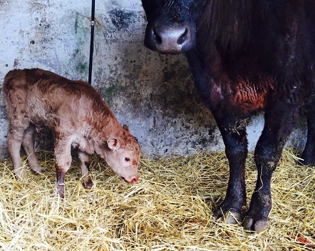 How to get good quality colostrum and how soon it should be fed