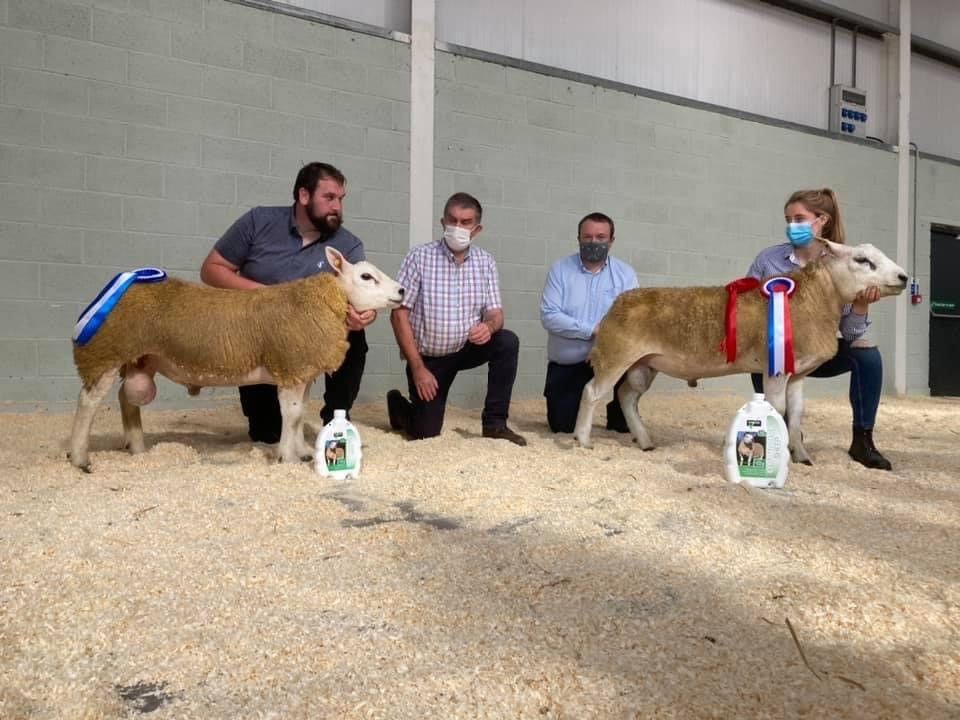 North East Irish Texel Club sale taking place this Saturday