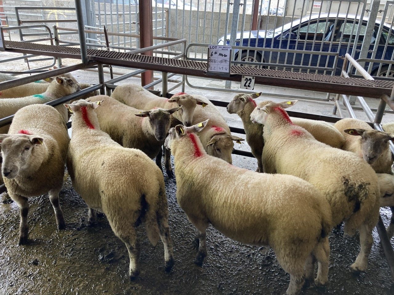 Pics from the mart: Lambs make up to €159/head at Roscommon