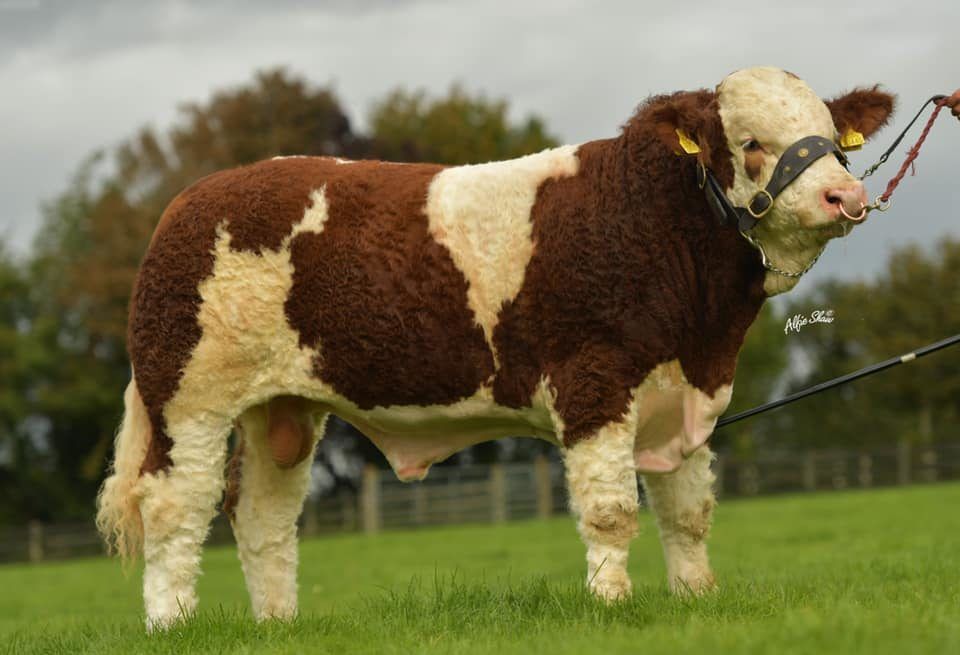 Online auction to be held by champion Simmental herd this weekend