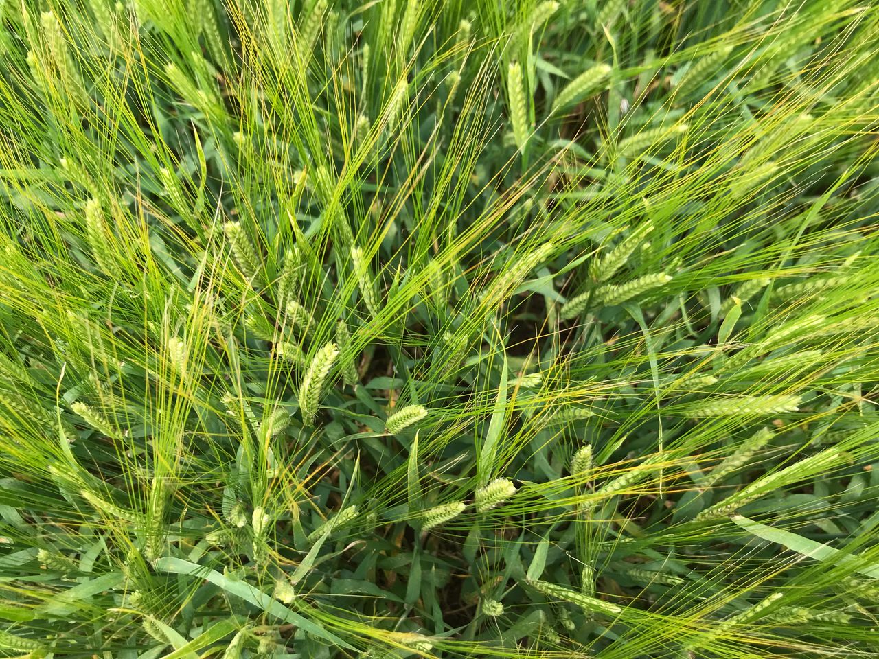 New fungicide shows potential