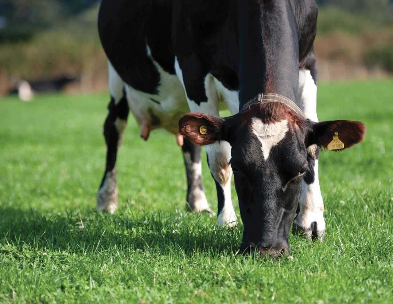 Grass is crying out for a nitrogen boost