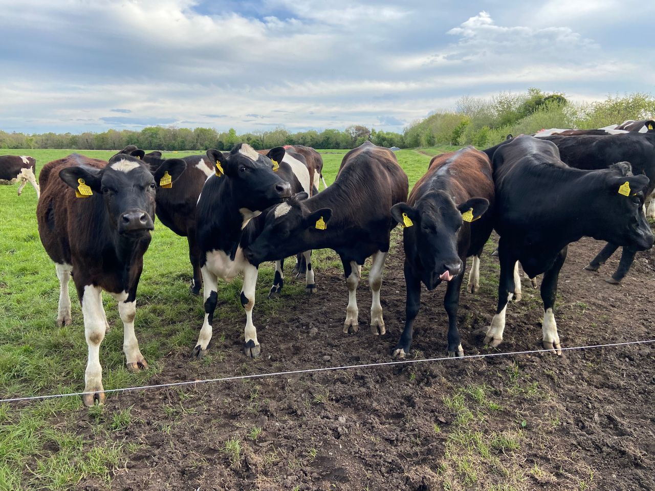 Have you weighed your heifers?