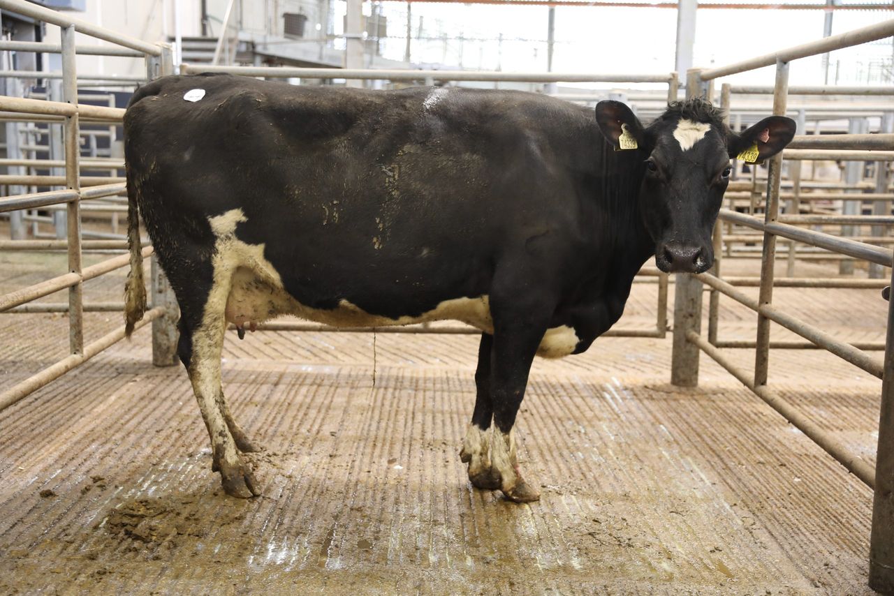Watch: Domestic trade 'driving' dairy prices in Corrin Mart