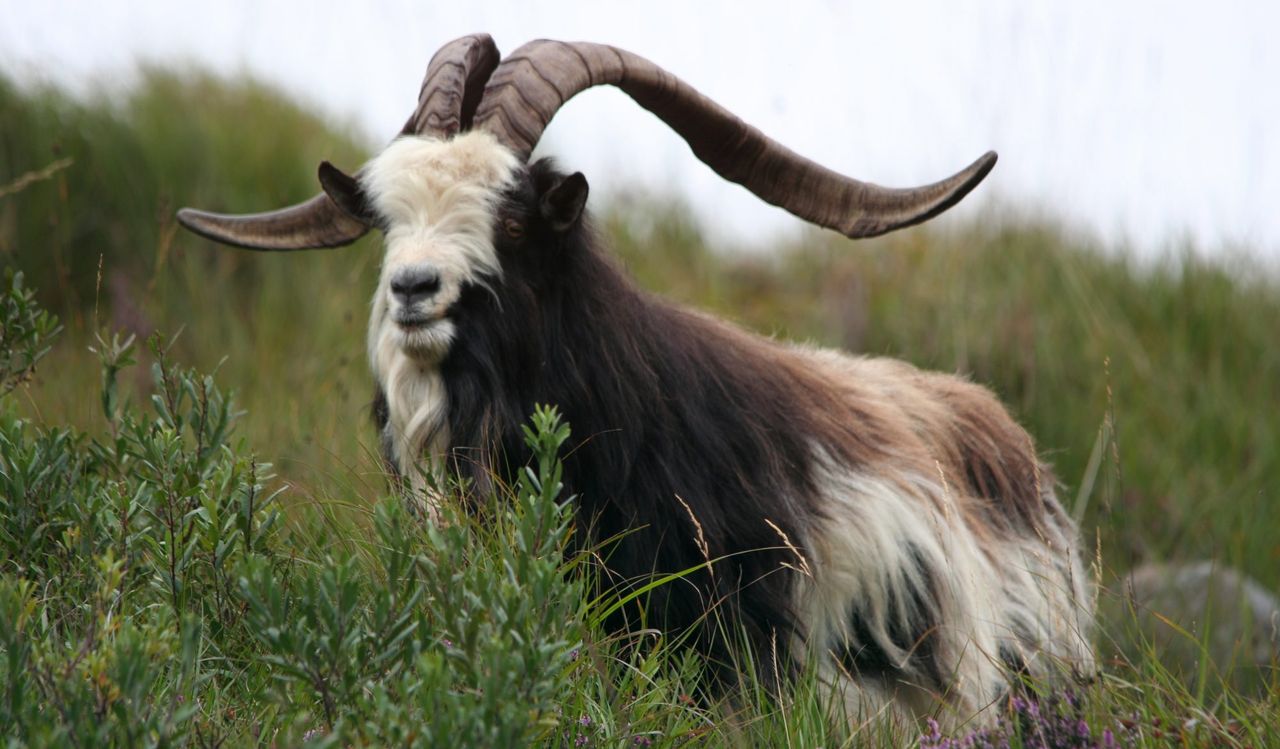 Date and venue confirmed for Irish Rare Breeds Conference