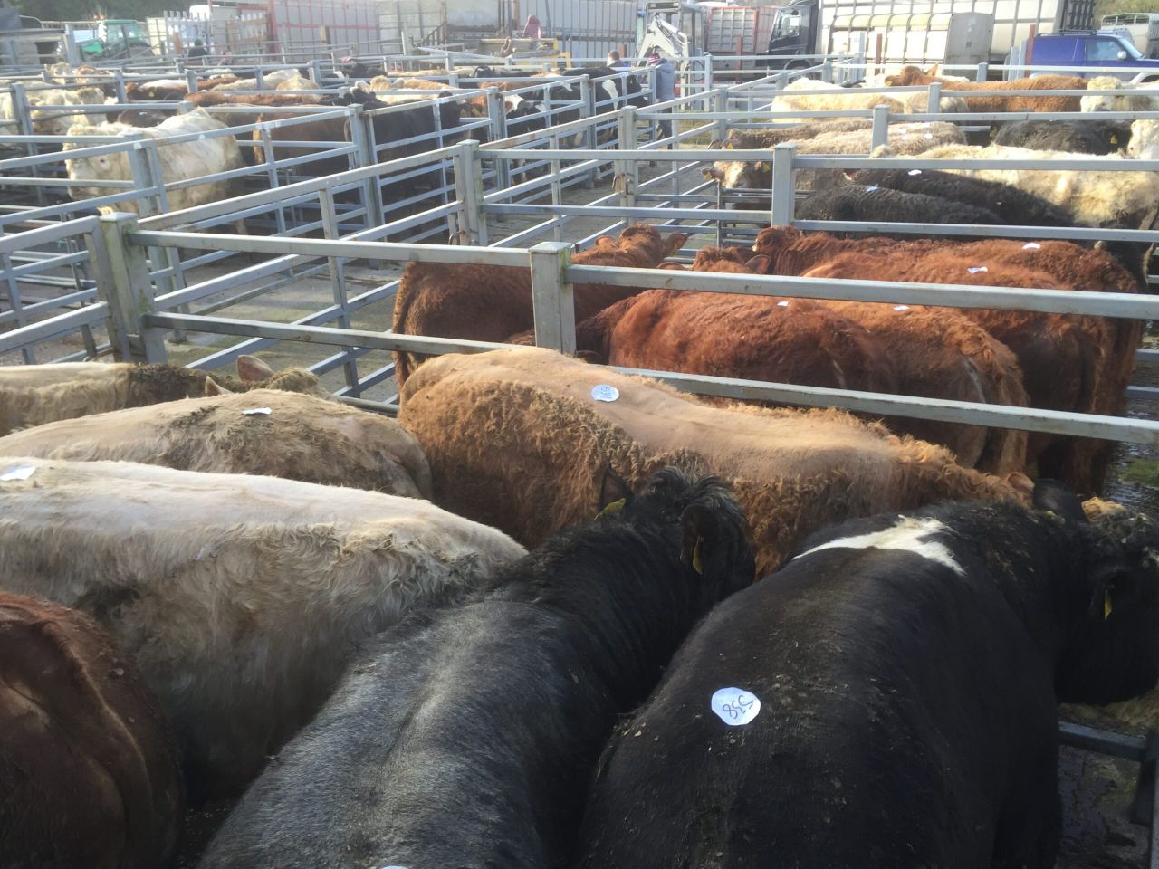 Germany proposes to ban sending heavily pregnant cows to slaughter