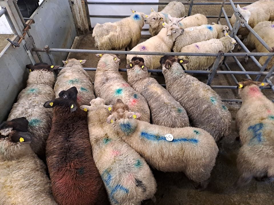 Sheep marts: Ewe lambs fetch €164/head at Ballinrobe Mart