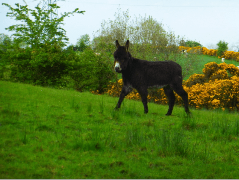 Changes in 2020 for donkey status in ANC eligibility