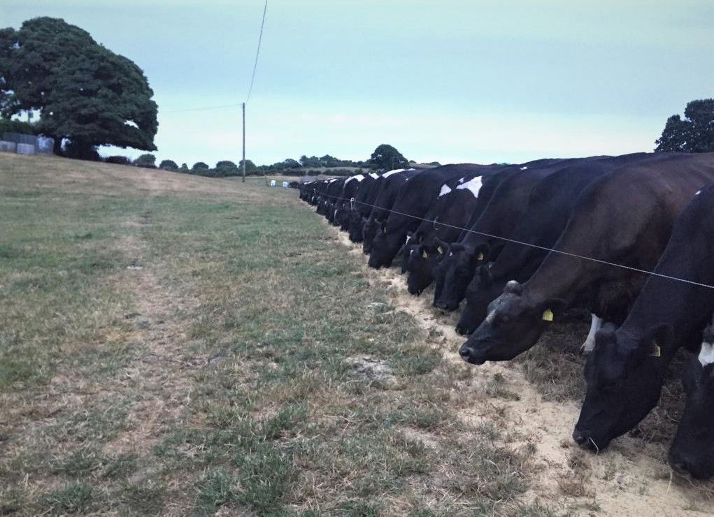 Dairy profits fell by a massive 28% in 2018
