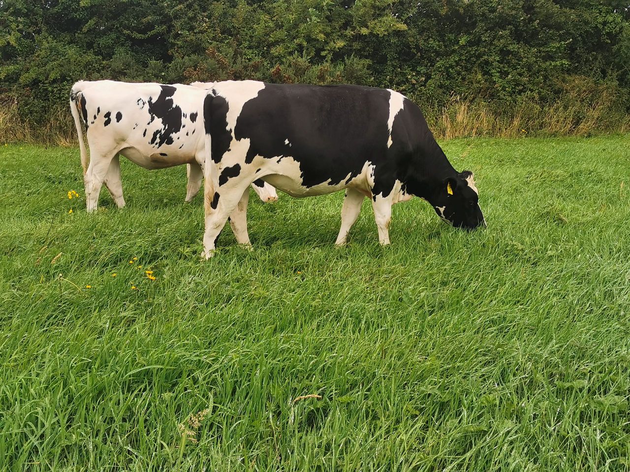 High EBI heifers nationwide at Cashel Mart's virtual sale