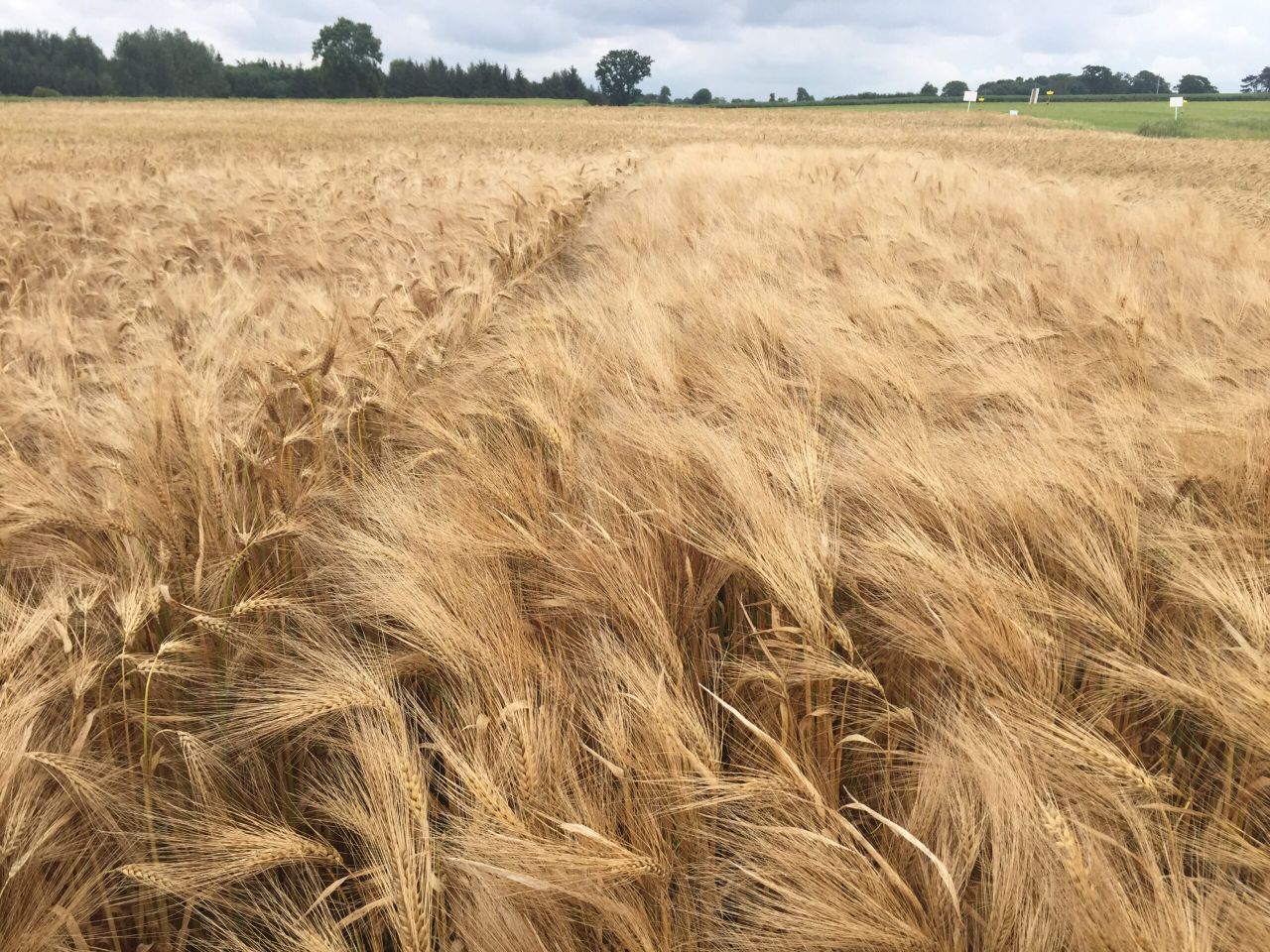 Does barley yellow dwarf virus pose a threat to my crops?