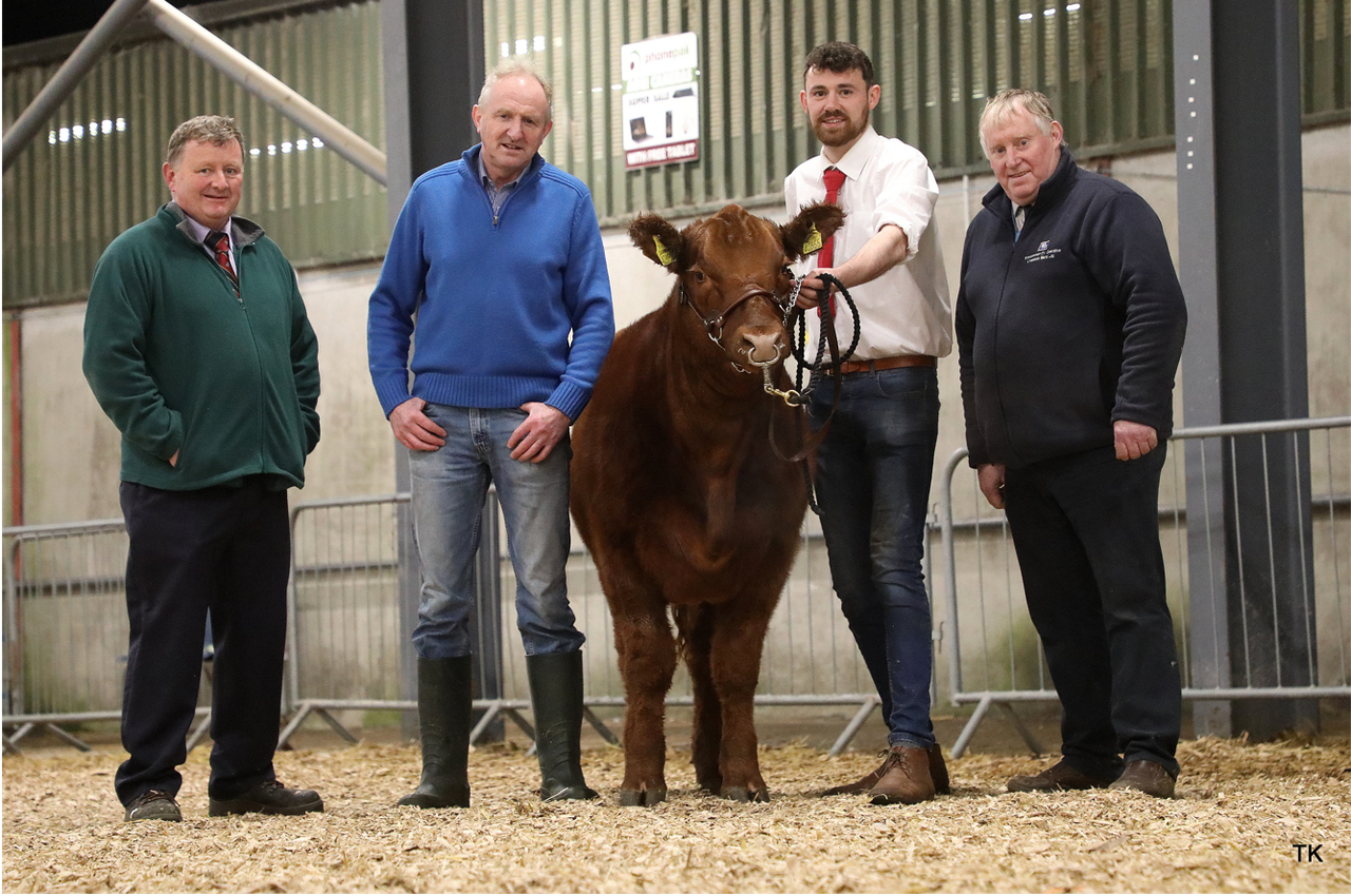 Irish Angus Elite Sale sees heifer hit top price of €13,200