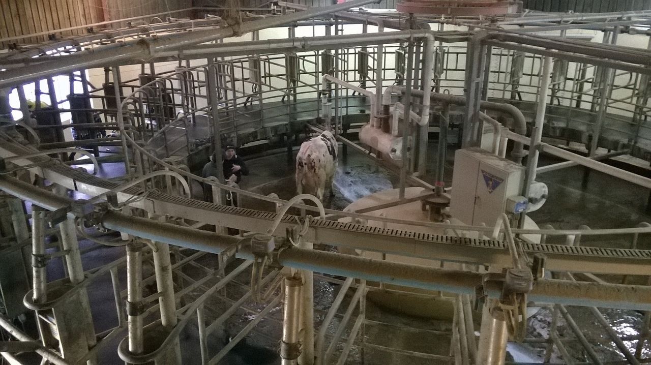 Firefighters rescue cow trapped in rotary milker