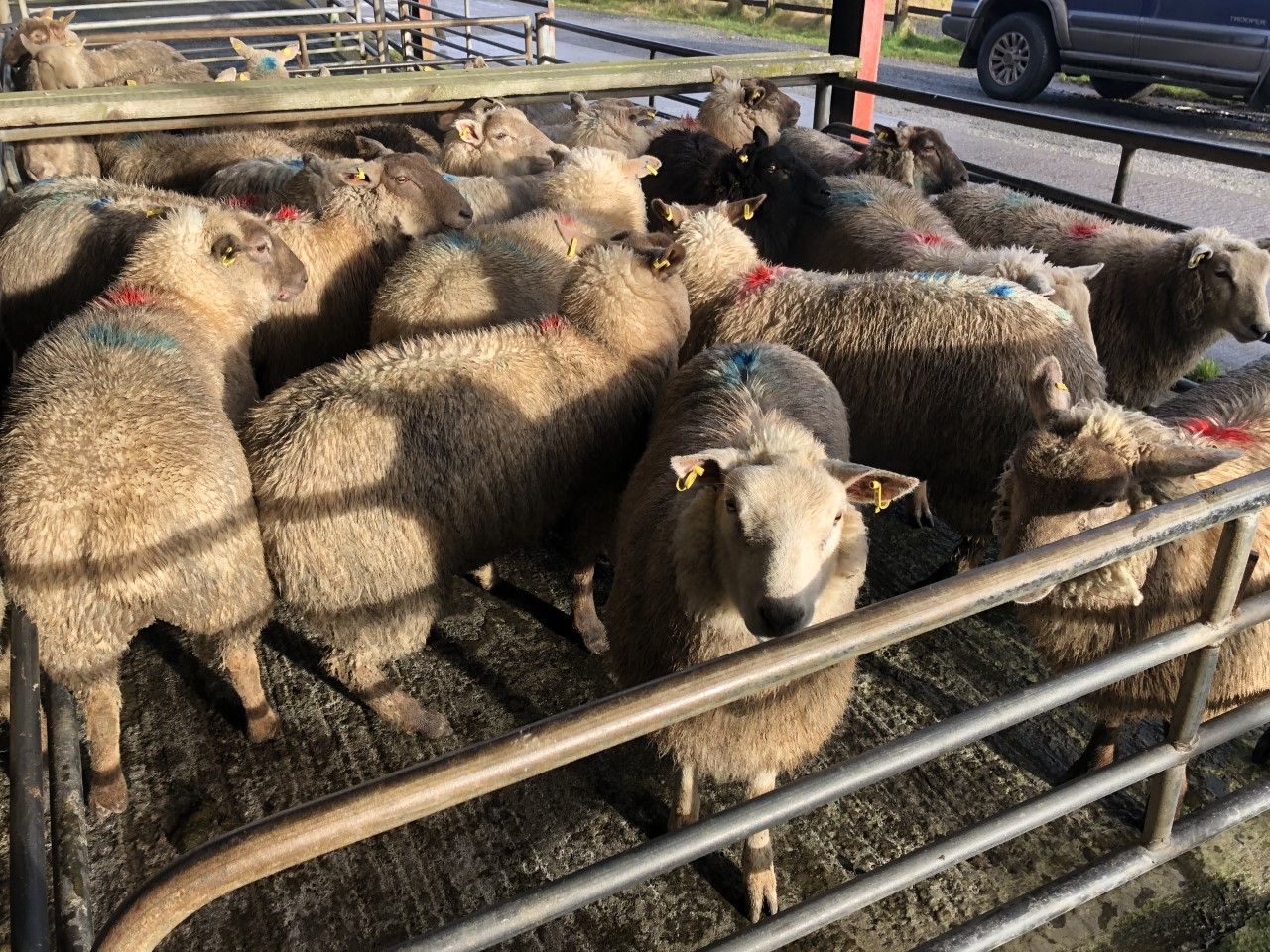 Sheep trade: €8.30/kg on offer as hogget trade ignites