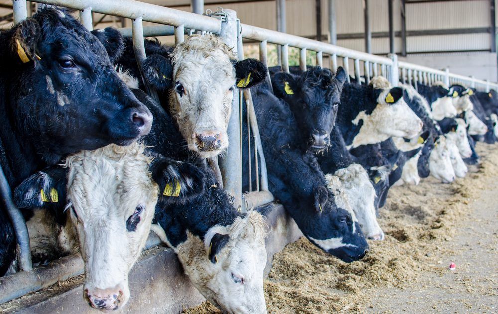 Managing herd health on a 1,200 head finishing unit
