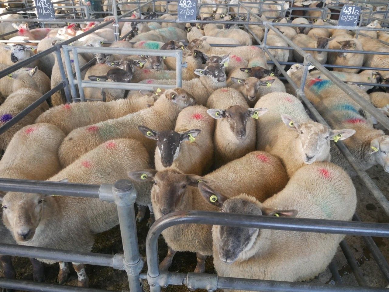 Lamb and cull ewe trade eases back at marts