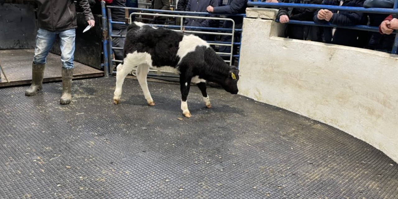 Table: Calf prices drop by near €100/head in 6 weeks in cases
