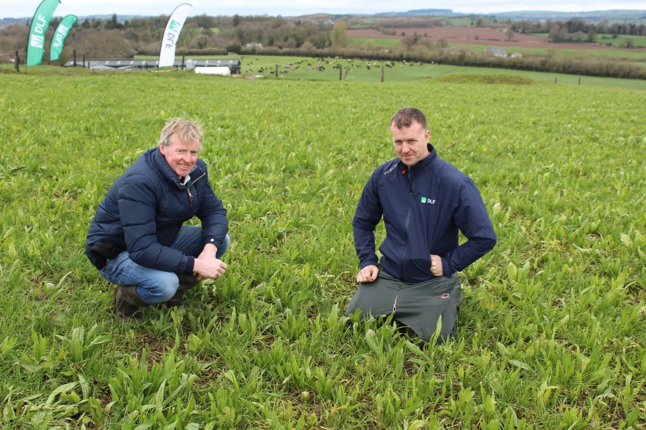 Multi-species swards performing well on Irish dairy farms