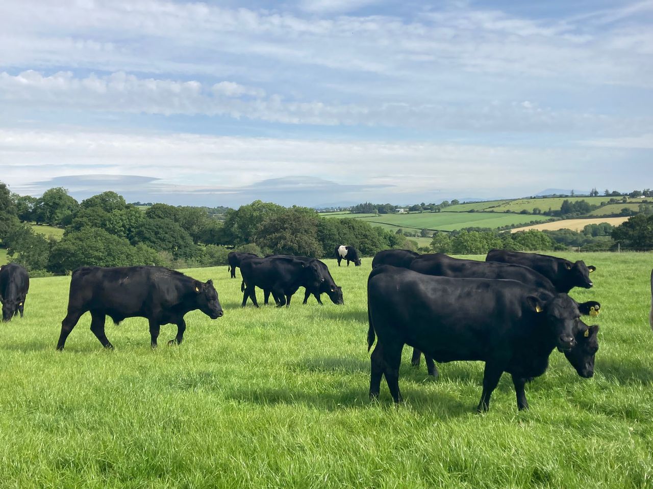 ABP and Aurivo announce new sire-improvement pilot scheme