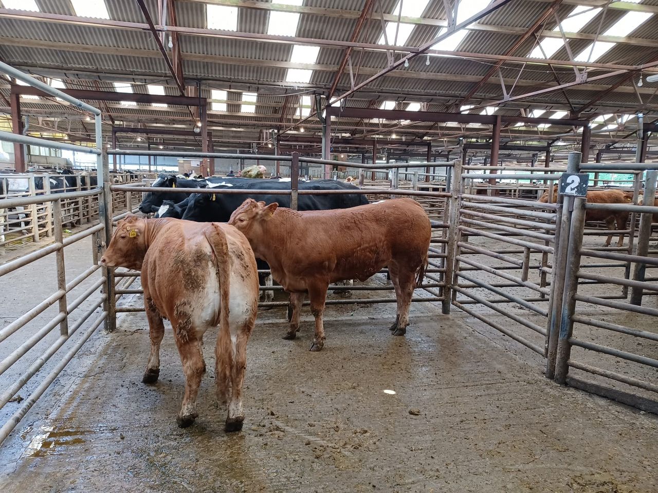 Cattle buyers confident on the beef trade at Enniscorthy Mart
