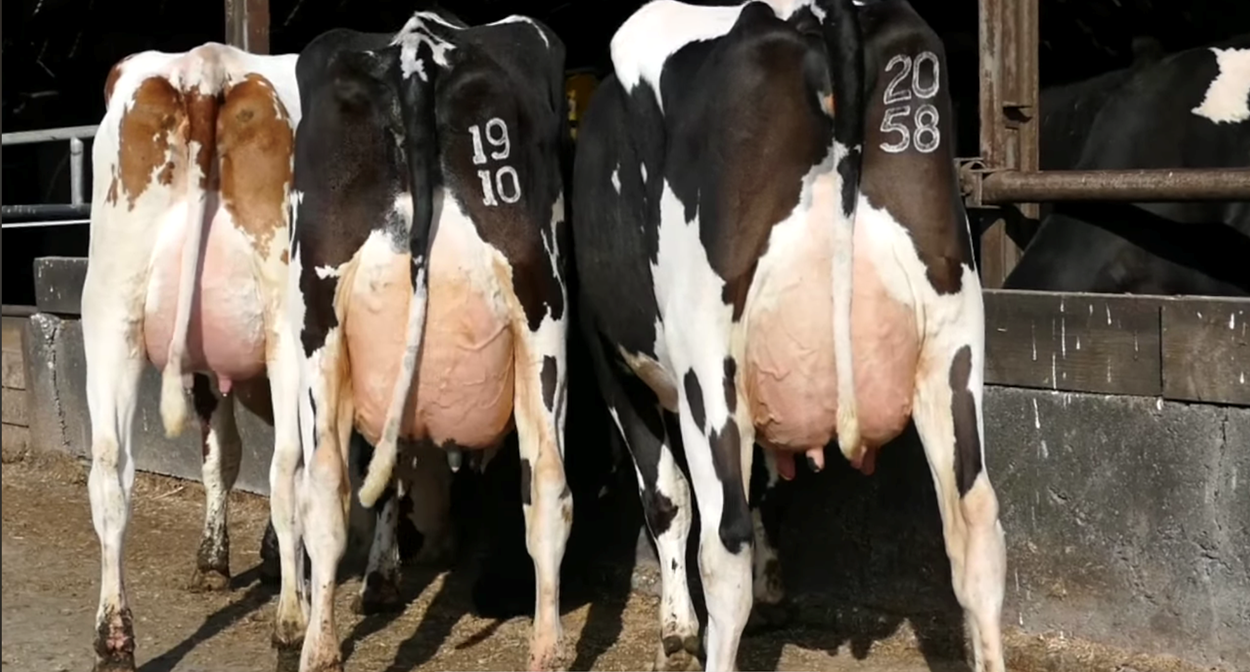 Knowthfarm dispersal sale achieves top price of €7,300